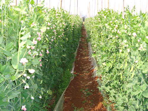 荷兰豆种植基地